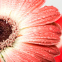 花＊花のホームページに表示される花の絵について